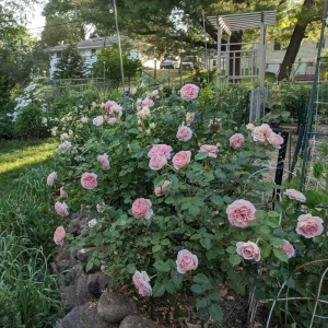 Abraham Darby Rose Live Plant 6 inch – Fragrant English Shrub – Outdoor - Image 8
