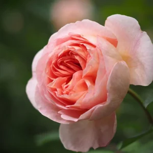 Abraham Darby Rose Live Plant 6 inch – Fragrant English Shrub – Outdoor - Image 9