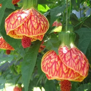 Abutilon Orange Tiger Live Plant - 4-6" Tall - Tropical Bell Hibiscus Houseplant - Image 2
