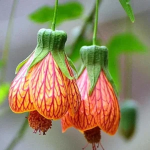 Abutilon Orange Tiger Live Plant - 4-6