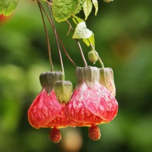 Abutilon Orange Tiger Live Plant - 4-6