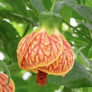 Abutilon Orange Tiger Live Plant - 4-6" Tall - Tropical Bell Hibiscus Houseplant - Image 1