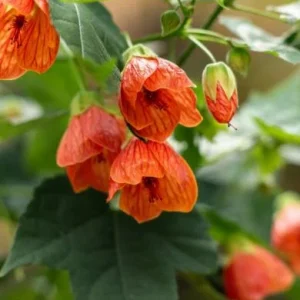 Abutilon Orange Tiger Live Plant - 4-6