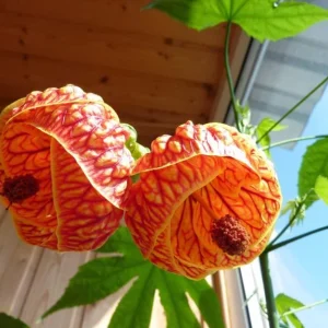 Abutilon Orange Tiger Live Plant - 4-6