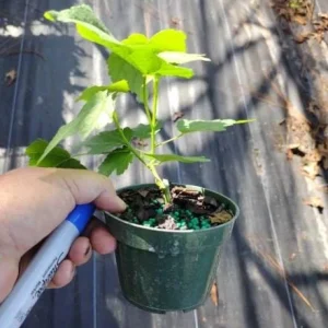 Abutilon Orange Tiger Live Plant - 4-6