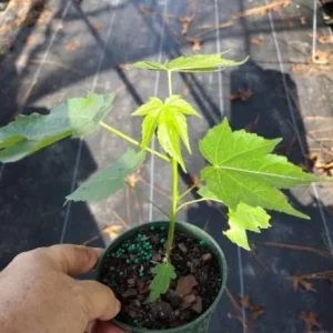 Abutilon Orange Tiger Live Plant - 4-6