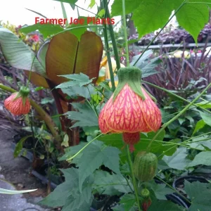 Abutilon Orange Tiger Live Plant - 4inch Tall Flowering Plant - Starter Plant - Image 1