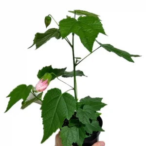 Abutilon Pink Flowering Plant 4inch Tall - Starter Live Plant - Image 10