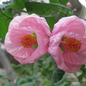 Abutilon Pink Flowering Plant 4inch Tall - Starter Live Plant - Image 2