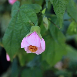 Abutilon Pink Flowering Plant 4inch Tall - Starter Live Plant - Image 3