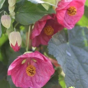Abutilon Pink Flowering Plant 4inch Tall - Starter Live Plant - Image 4