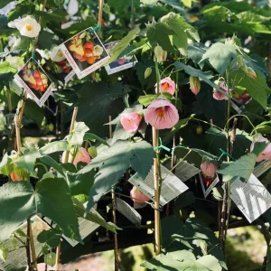 Abutilon Pink Flowering Plant 4inch Tall - Starter Live Plant - Image 5