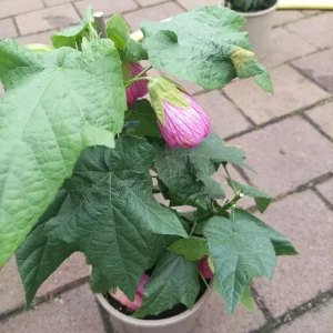 Abutilon Pink Flowering Plant 4inch Tall - Starter Live Plant - Image 7