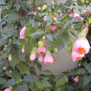 Abutilon Pink Flowering Plant 4inch Tall - Starter Live Plant - Image 8