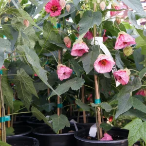 Abutilon Pink Flowering Plant 4inch Tall - Starter Live Plant - Image 9