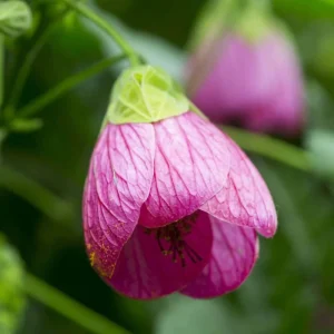 Abutilon Pink Flowering Plant 4inch Tall - Starter Live Plant - Image 1