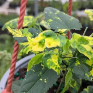 Abutilon Trailing Aurea Variegated Flowering Plant 4-inch Tall Starter Live Plant - Image 1