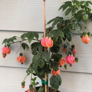 Abutilon Variegated Peach Live Plant – 4 inch Tall Starter – Indoor/Outdoor - Image 2