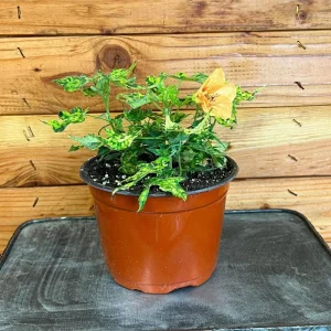 Abutilon Variegated Peach Live Plant – 4 inch Tall Starter – Indoor/Outdoor - Image 3