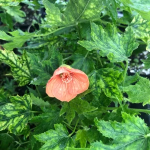 Abutilon Variegated Peach Live Plant – 4 inch Tall Starter – Indoor/Outdoor - Image 4