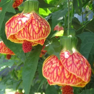 Abutilon Variegated Peach Live Plant – 4 inch Tall Starter – Indoor/Outdoor - Image 5