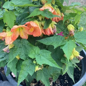 Abutilon Variegated Peach Live Plant – 4 inch Tall Starter – Indoor/Outdoor - Image 6