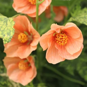 Abutilon Variegated Peach Live Plant – 4 inch Tall Starter – Indoor/Outdoor - Image 1