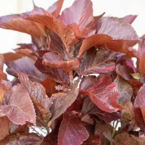 Acalypha Chenille Copper Plant - Pack of 2 Live Starter Plants, 4-6 Inches Tall, Indoor/Outdoor - Image 2