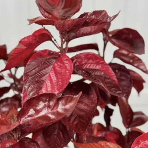 Acalypha Chenille Copper Plant - Pack of 2 Live Starter Plants, 4-6 Inches Tall, Indoor/Outdoor - Image 3