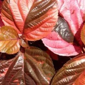 Acalypha Chenille Copper Plant - Pack of 2 Live Starter Plants, 4-6 Inches Tall, Indoor/Outdoor - Image 4