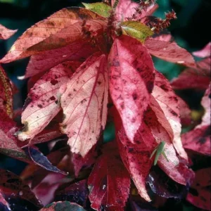 Acalypha Chenille Copper Plant - Pack of 2 Live Starter Plants, 4-6 Inches Tall, Indoor/Outdoor - Image 5