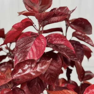 Acalypha Chenille Copper Plant - Pack of 2 Live Starter Plants, 4-6 Inches Tall, Indoor/Outdoor - Image 1
