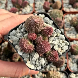 Adromischus Aarianiae Rare Succulent Live Plant – Small 2 inch Pot - Image 2