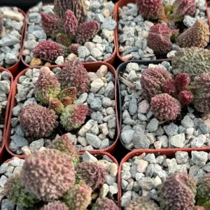 Adromischus Aarianiae Rare Succulent Live Plant – Small 2 inch Pot - Image 3