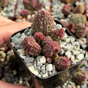 Adromischus Aarianiae Rare Succulent Live Plant – Small 2 inch Pot - Image 1