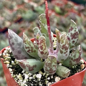 Adromischus Cooperi Succulent Live Plant – Plover Eggs – 3-4 inch Pot - Image 2