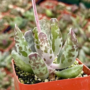 Adromischus Cooperi Succulent Live Plant – Plover Eggs – 3-4 inch Pot - Image 3