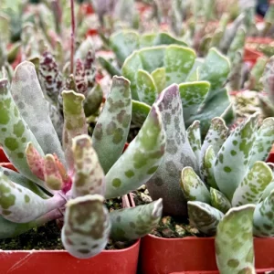 Adromischus Cooperi Succulent Live Plant – Plover Eggs – 3-4 inch Pot - Image 4