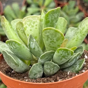 Adromischus Cooperi Succulent Live Plant – Plover Eggs – 3-4 inch Pot - Image 5