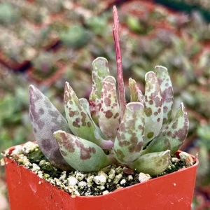 Adromischus Cooperi Succulent Live Plant – Plover Eggs – 3-4 inch Pot - Image 1