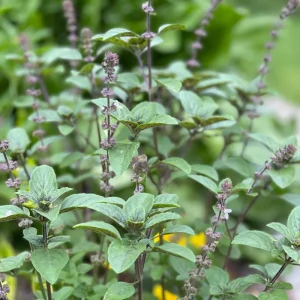 African Blue Basil Live Plant – 4in Tall – Edible Herb – Aromatic – Organic - Image 2