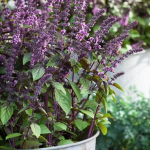 African Blue Basil Live Plant – 4in Tall – Edible Herb – Aromatic – Organic - Image 1