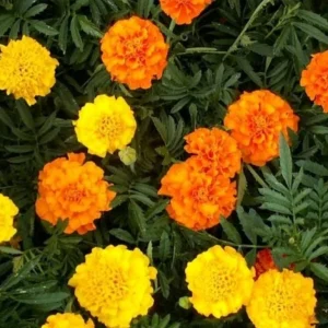 African Marigold Mix Live Plants – 2 Plants, 4-inch Pot – Outdoor Flowers - Image 2