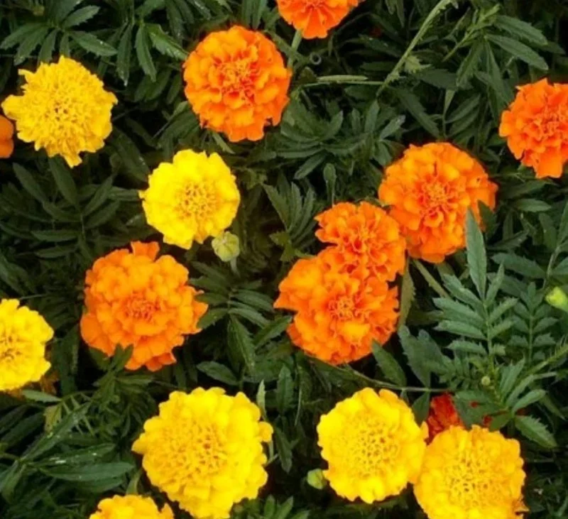 African Marigold Mix Live Plants – 2 Plants, 4-inch Pot – Outdoor Flowers - Image 2