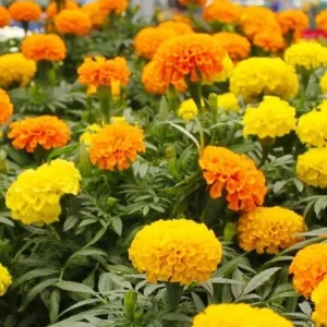African Marigold Mix Live Plants – 2 Plants, 4-inch Pot – Outdoor Flowers - Image 1