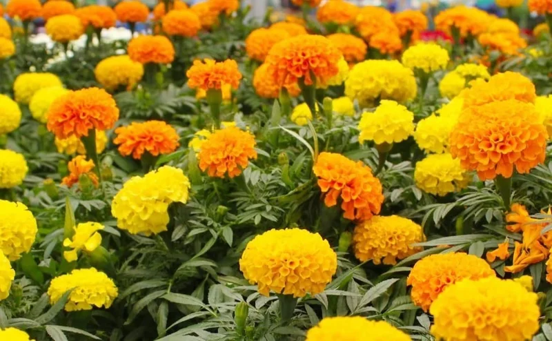 African Marigold Mix Live Plants – 2 Plants, 4-inch Pot – Outdoor Flowers - Image 1