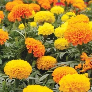 African Marigold Mix Live Plants – 2 Plants, 4-inch Pot – Outdoor Flowers - Image 3