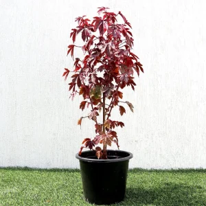 African Rose Cranberry Hibiscus Live Plant - Edible Leaves, Vibrant Foliage - Image 2