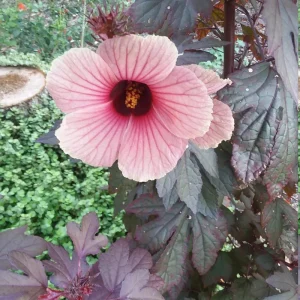 African Rose Cranberry Hibiscus Live Plant - Edible Leaves, Vibrant Foliage - Image 3