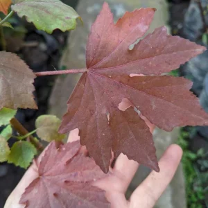 African Rose Cranberry Hibiscus Live Plant - Edible Leaves, Vibrant Foliage - Image 4